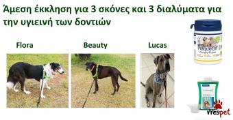 Ράτσα: Άλλη Ράτσα | Ηλικία: 4 ετών | Φύλο: Αρσενικό | Αρ. Microchip: 983232212121212 | Περιοχή: Αττική